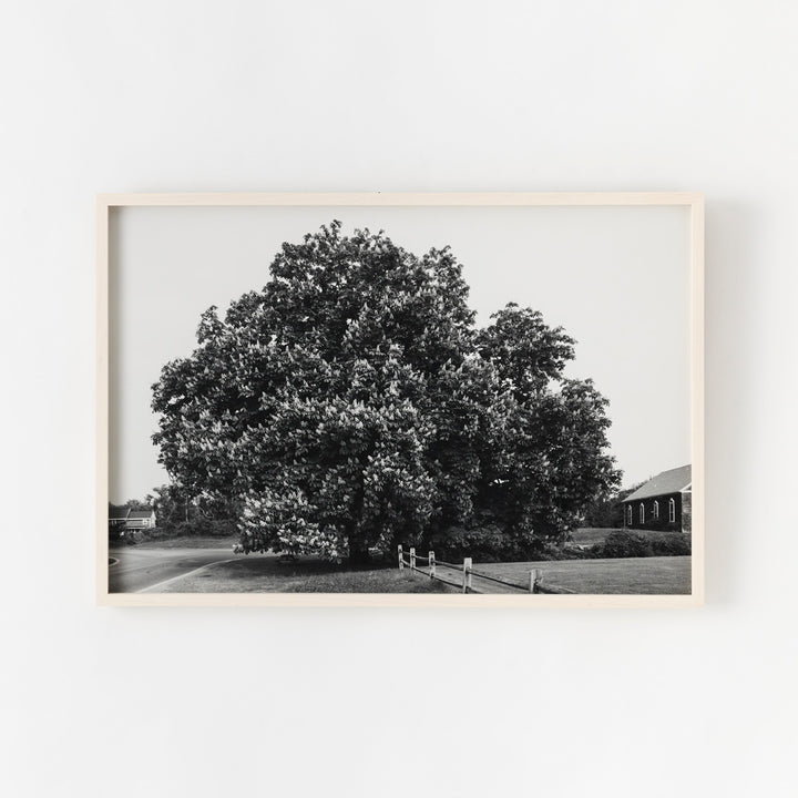 Sarah Bird, Old Town Inn Chestnut