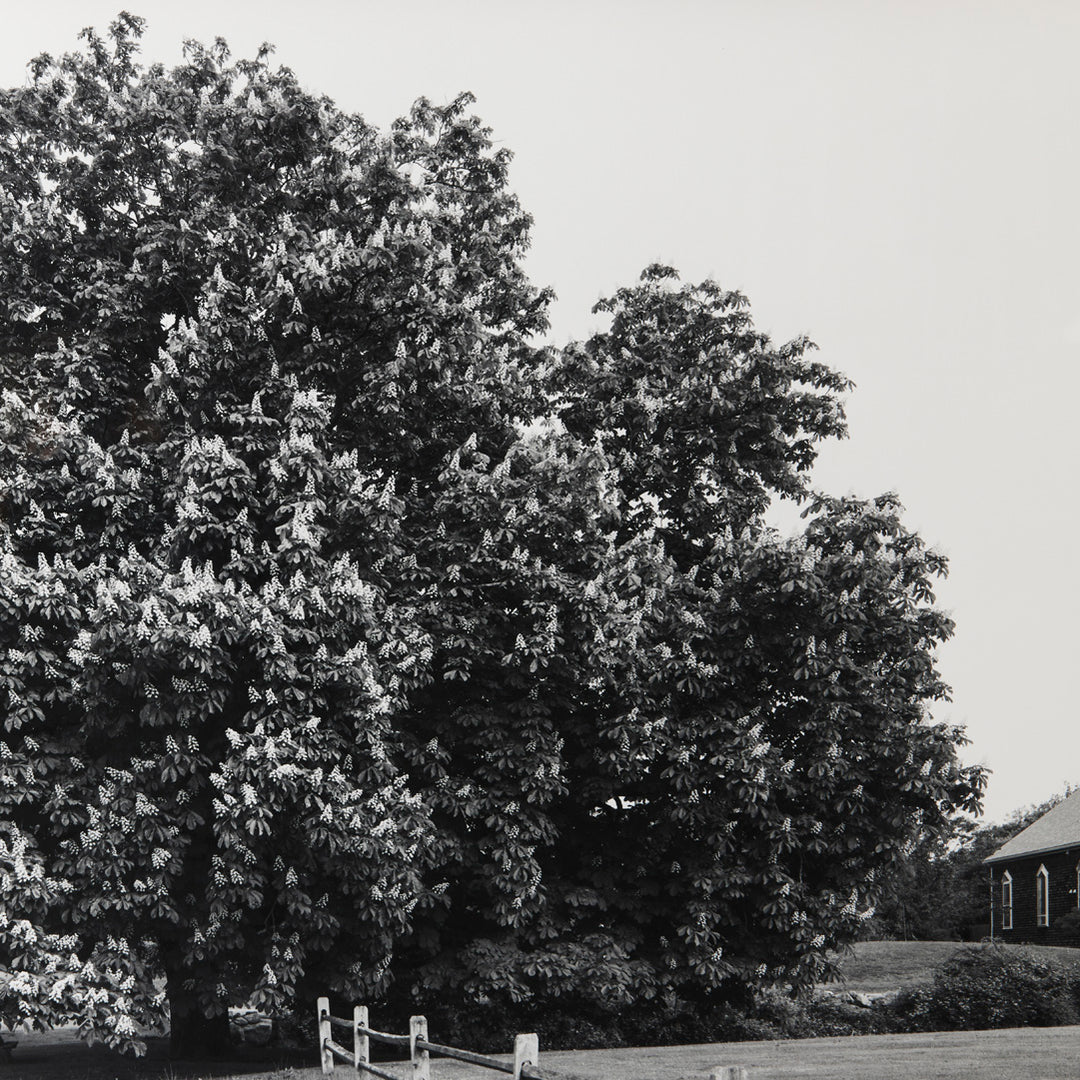 Sarah Bird, Old Town Inn Chestnut