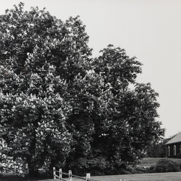 Sarah Bird, Old Town Inn Chestnut
