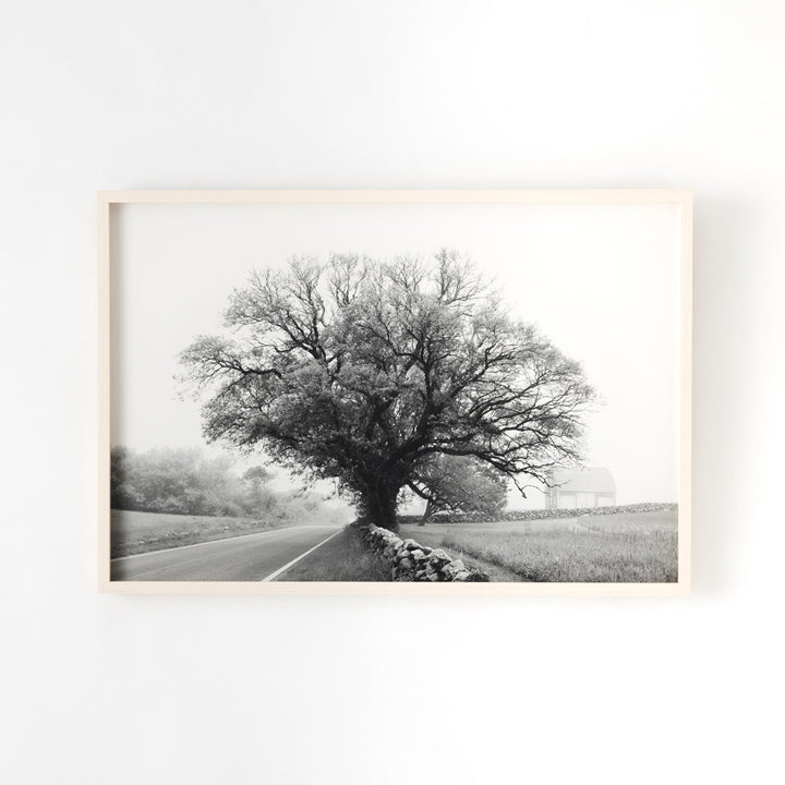 Sarah Bird, Mitchell Farm Chinese Elm