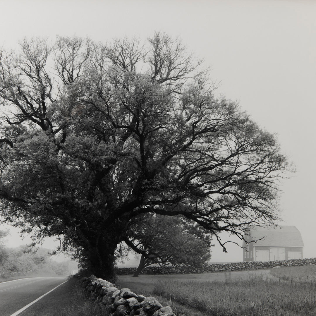 Sarah Bird, Mitchell Farm Chinese Elm