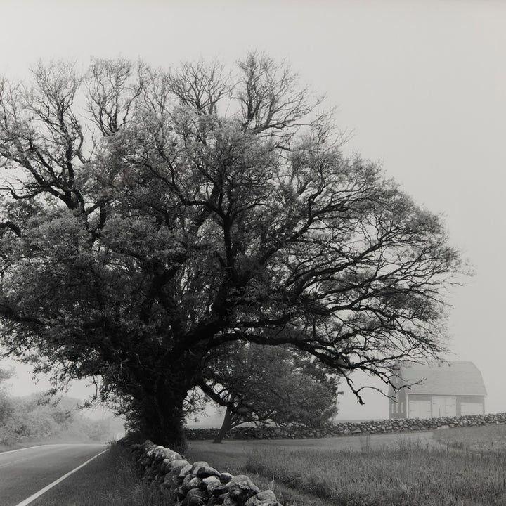 Sarah Bird, Mitchell Farm Chinese Elm