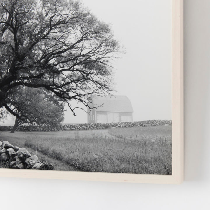 Sarah Bird, Mitchell Farm Chinese Elm