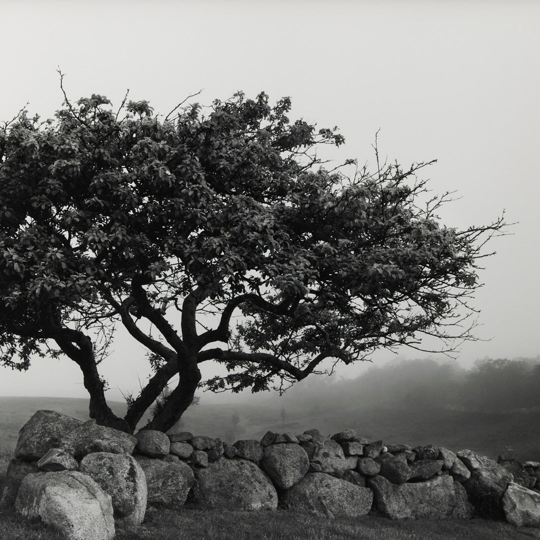 Sarah Bird, Governor Gorton Farm Apple