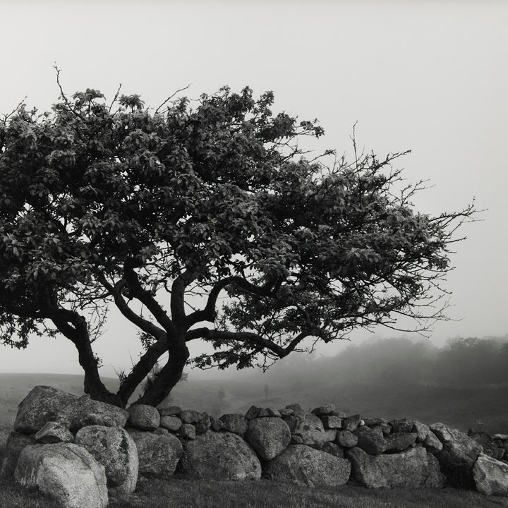 Sarah Bird, Governor Gorton Farm Apple