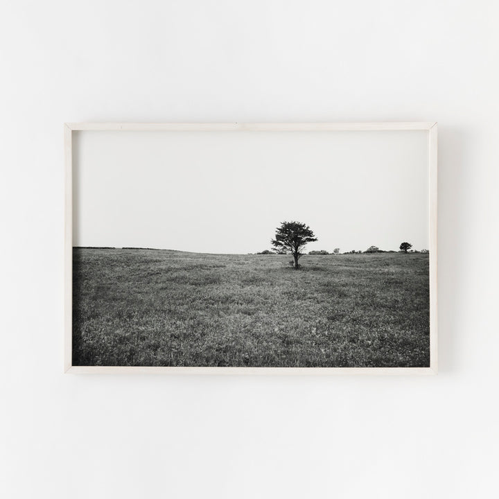 Sarah Bird, Lewis-Dickens Red Cedar