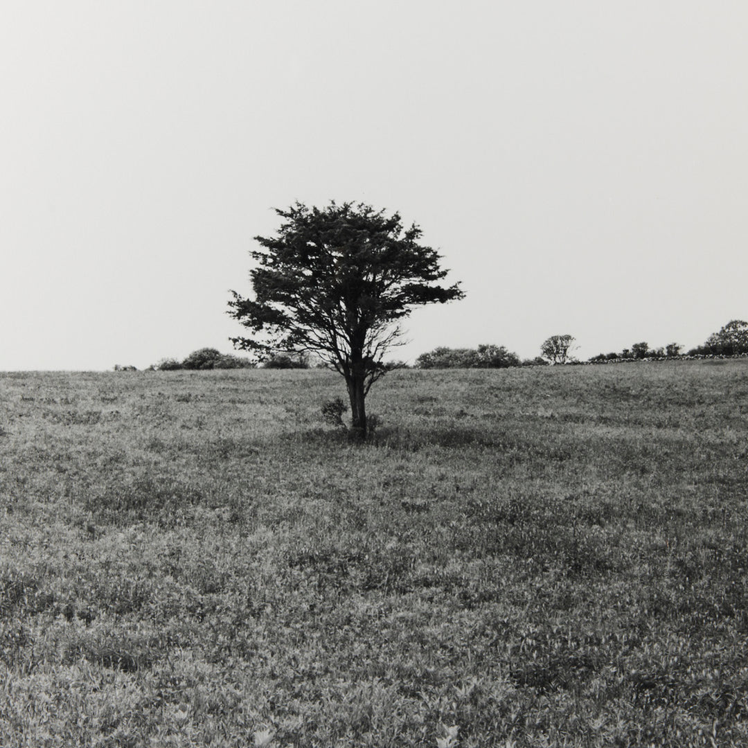 Sarah Bird, Lewis-Dickens Red Cedar