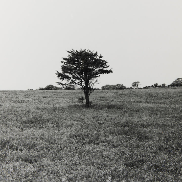 Sarah Bird, Lewis-Dickens Red Cedar