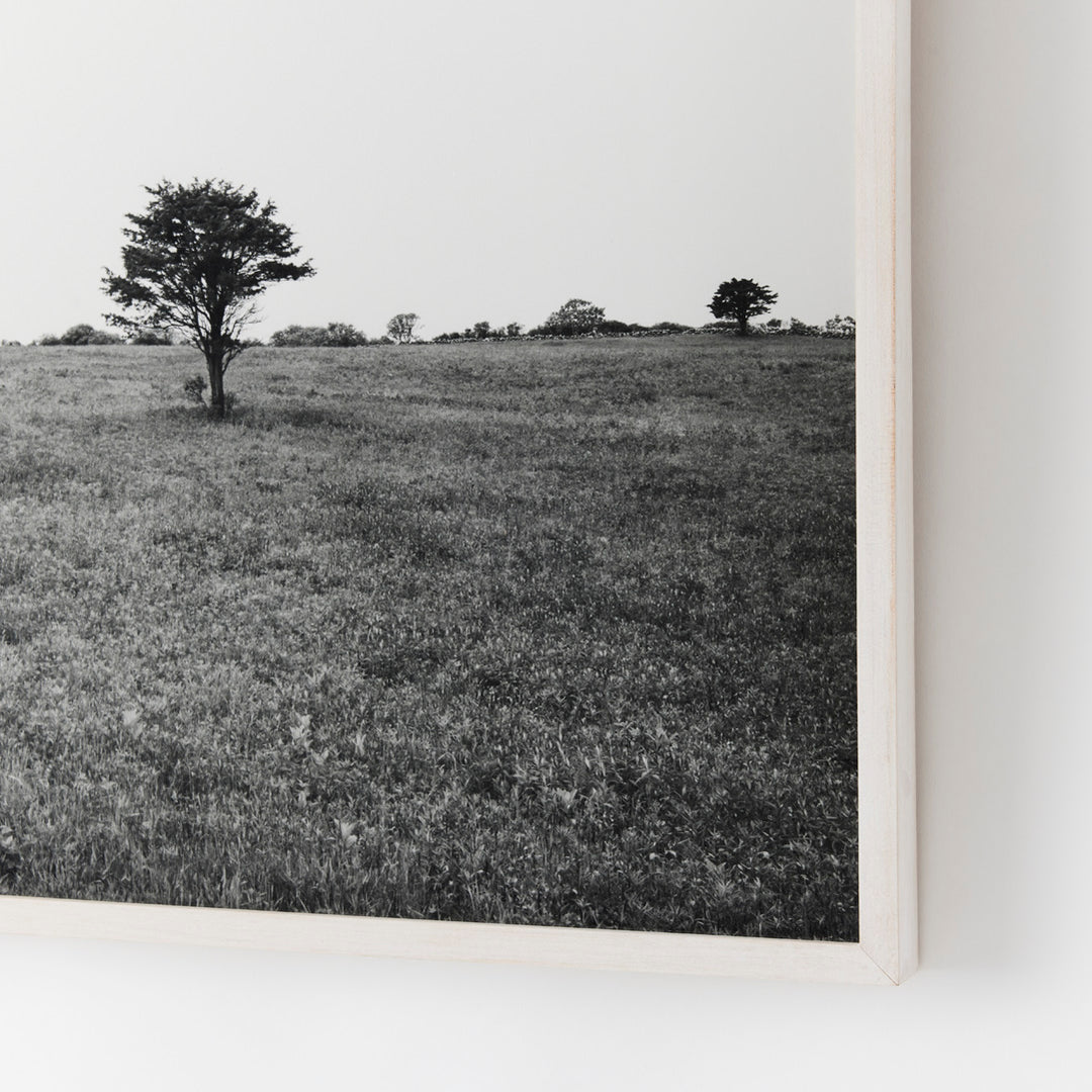 Sarah Bird, Lewis-Dickens Red Cedar