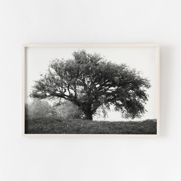 Sarah Bird, Champlin Farm Chinese Elm