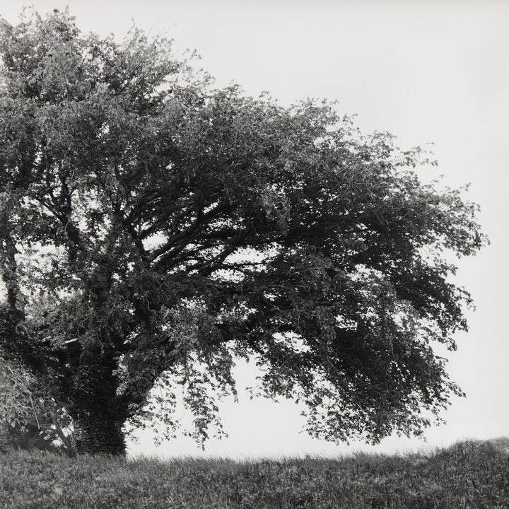 Sarah Bird, Champlin Farm Chinese Elm