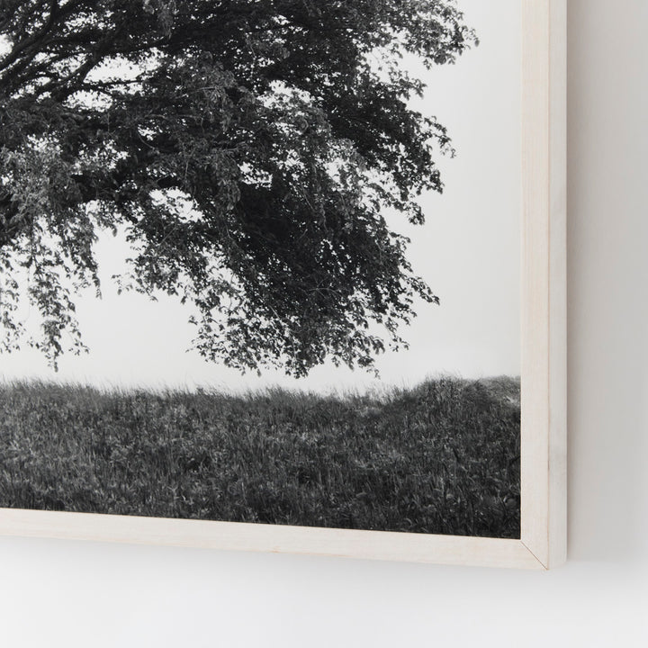 Sarah Bird, Champlin Farm Chinese Elm