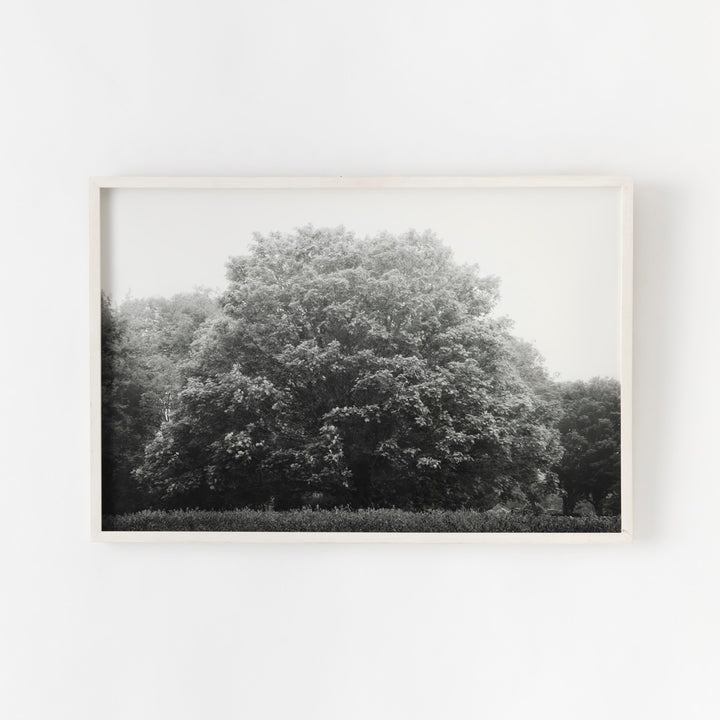 Sarah Bird, Bluestone Maple