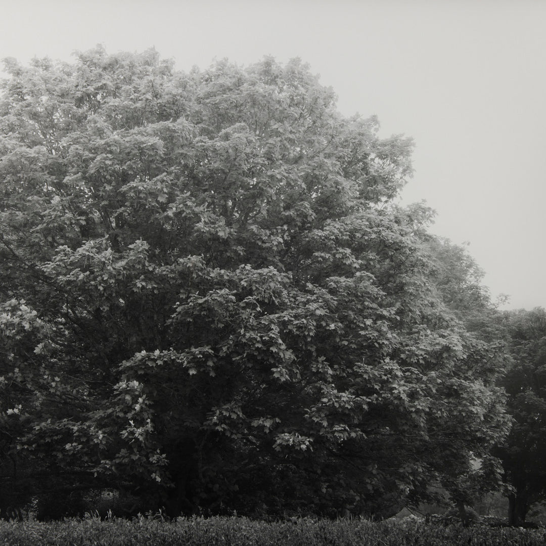 Sarah Bird, Bluestone Maple