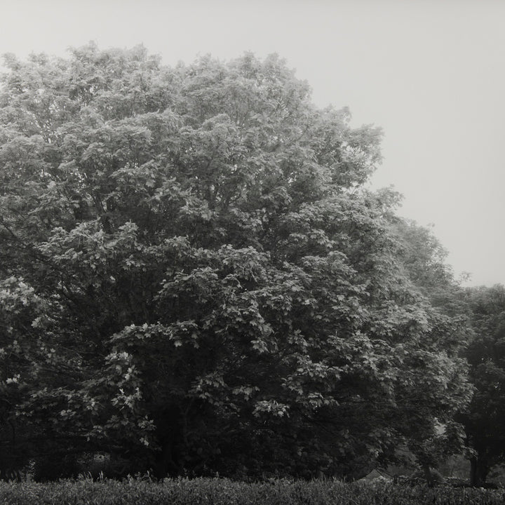 Sarah Bird, Bluestone Maple