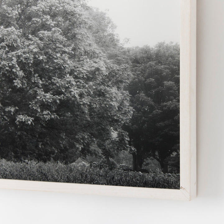 Sarah Bird, Bluestone Maple