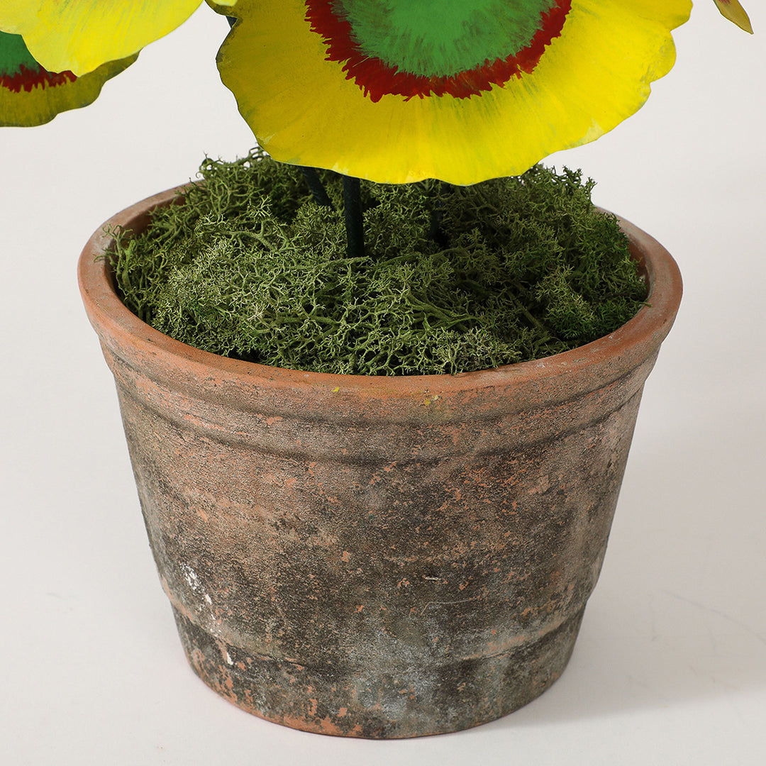 Potted Paper Geranium in Red