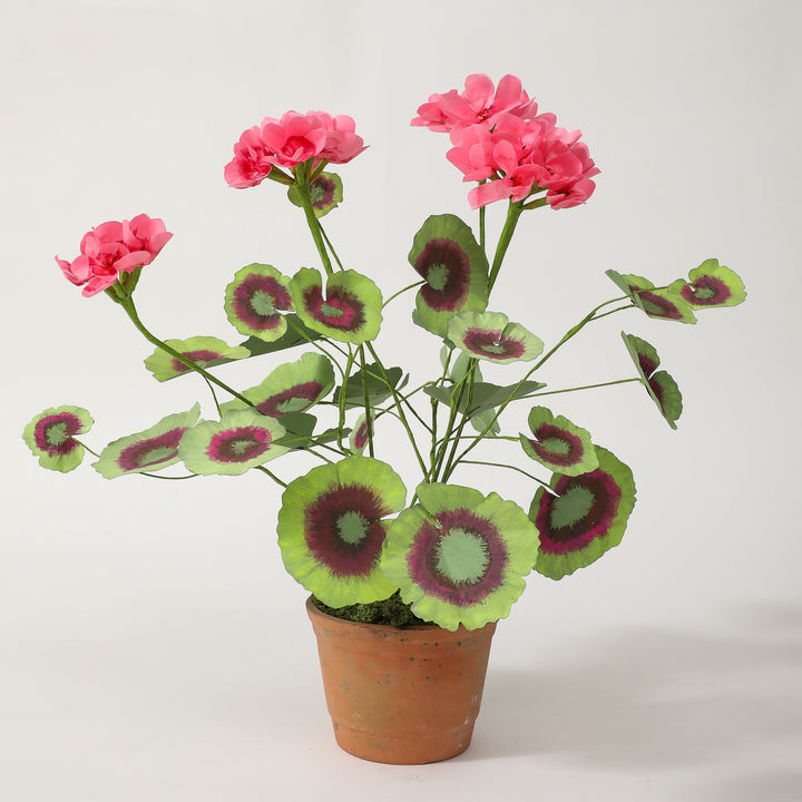Potted Paper Geranium in Deep Pink