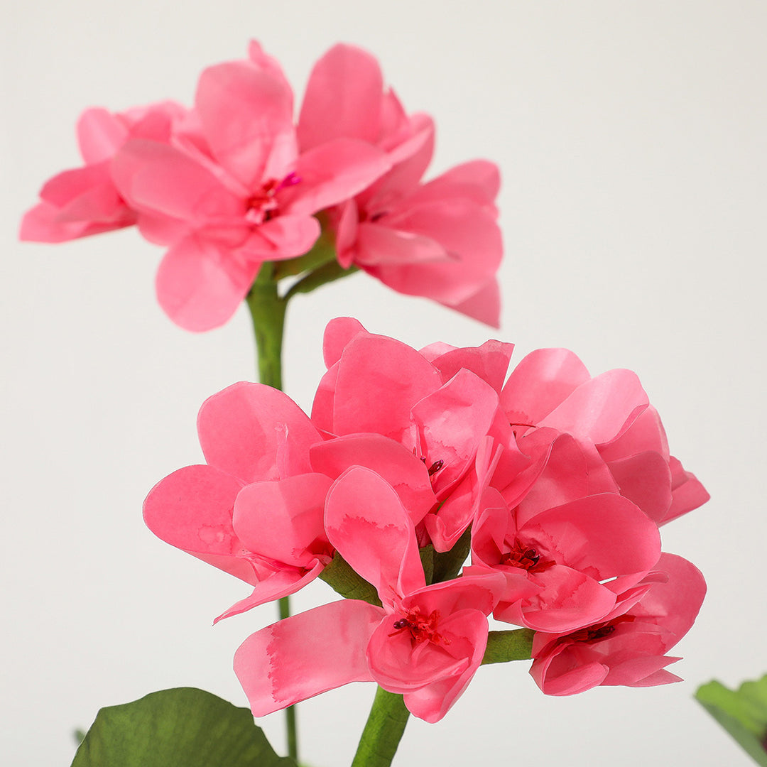 Potted Paper Geranium in Deep Pink