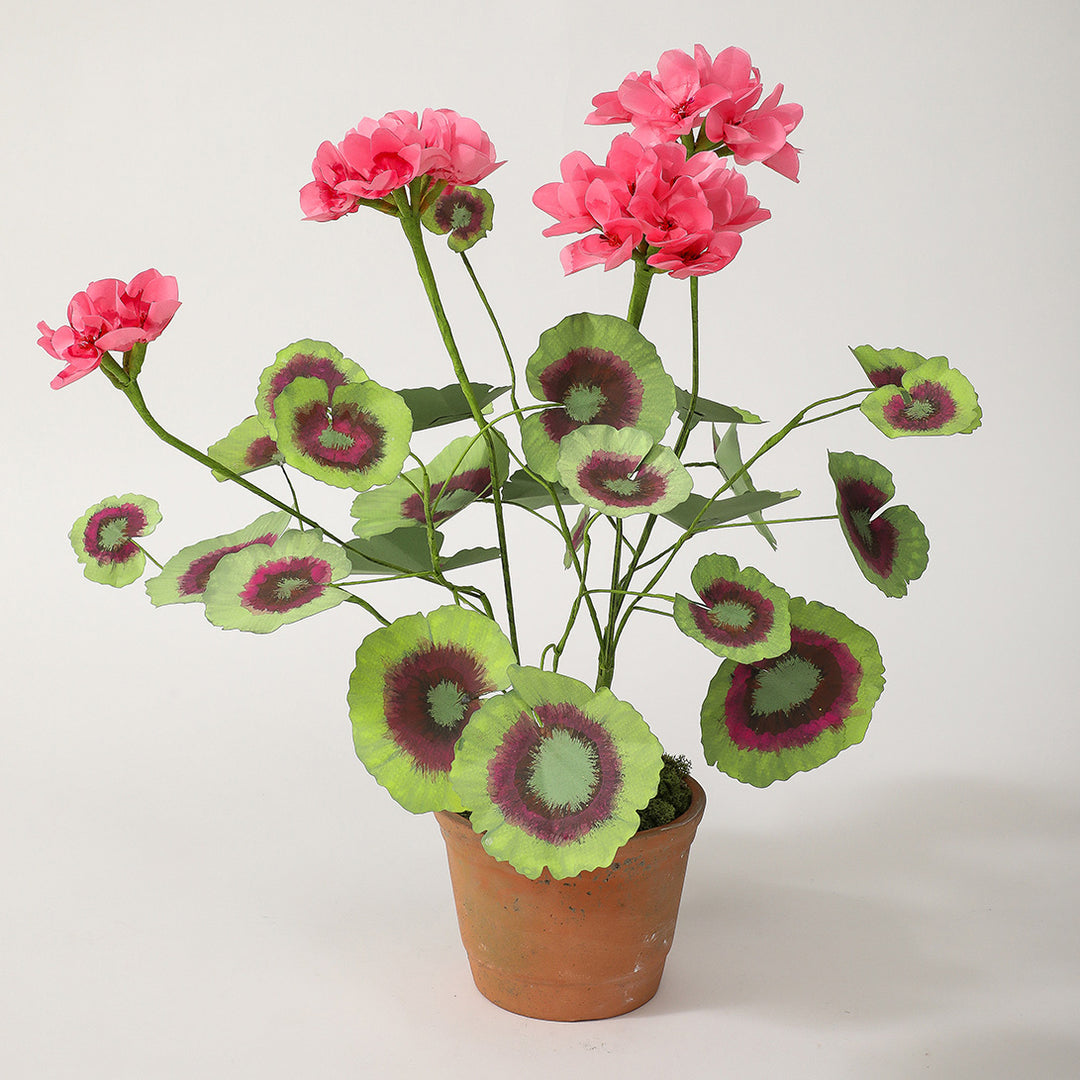 Potted Paper Geranium in Deep Pink
