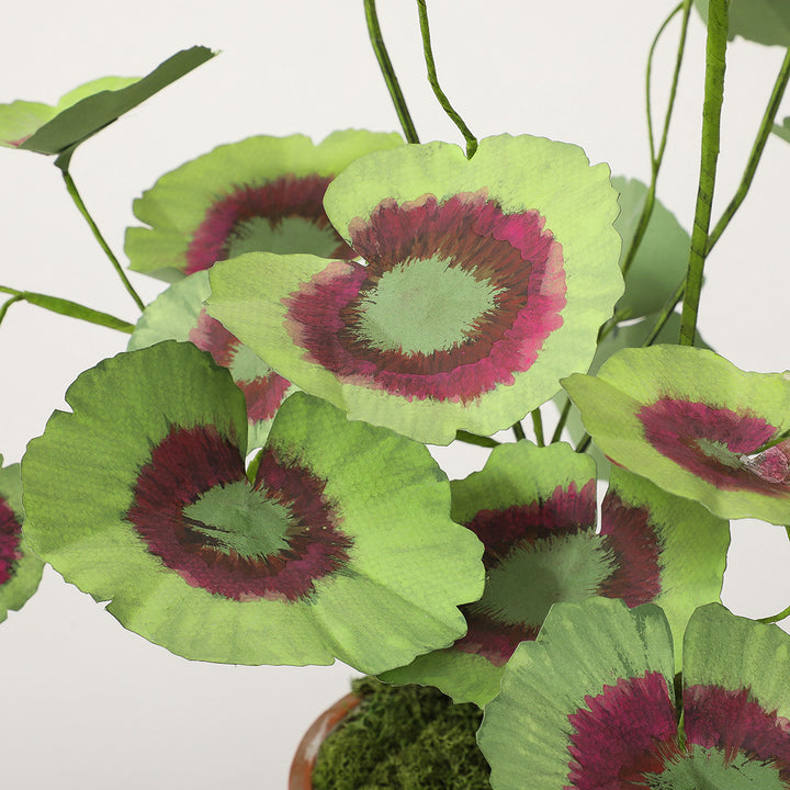 Potted Paper Geranium in Deep Pink
