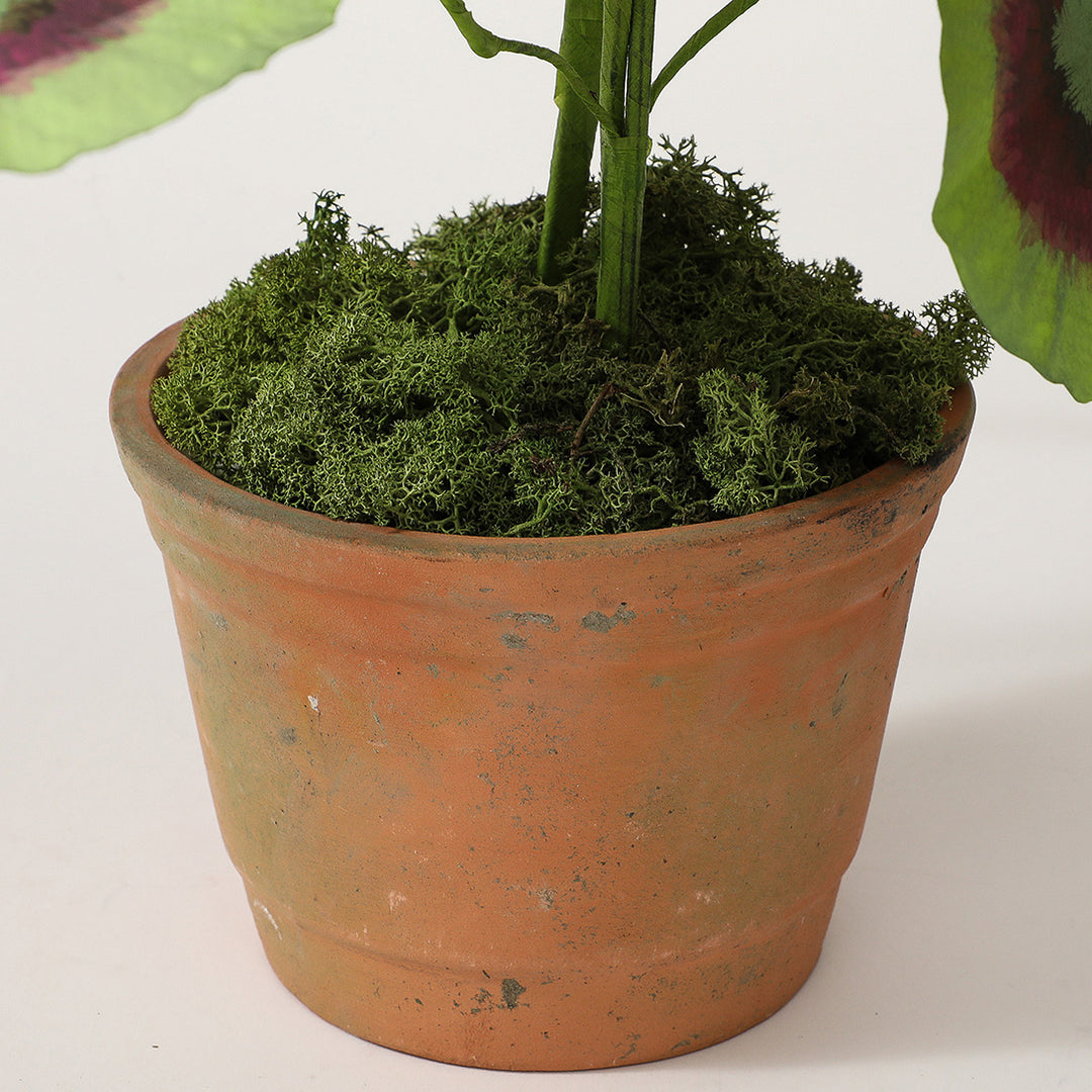 Potted Paper Geranium in Deep Pink