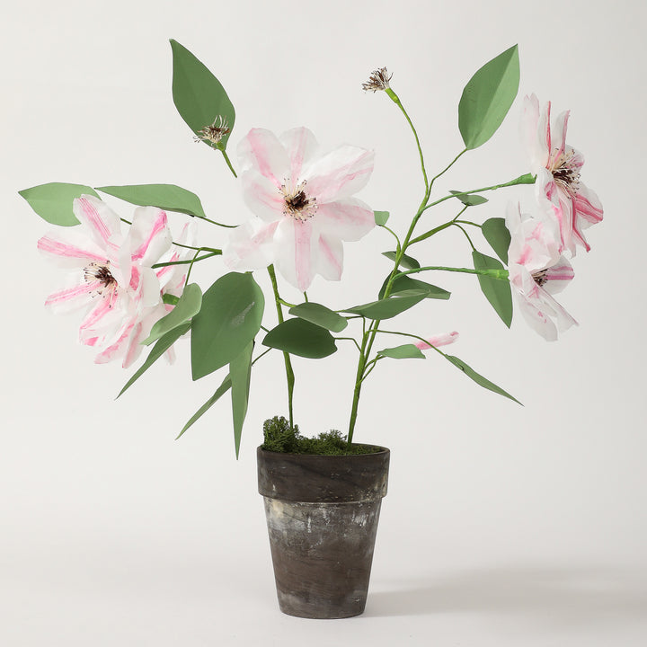 Potted Paper Clematis