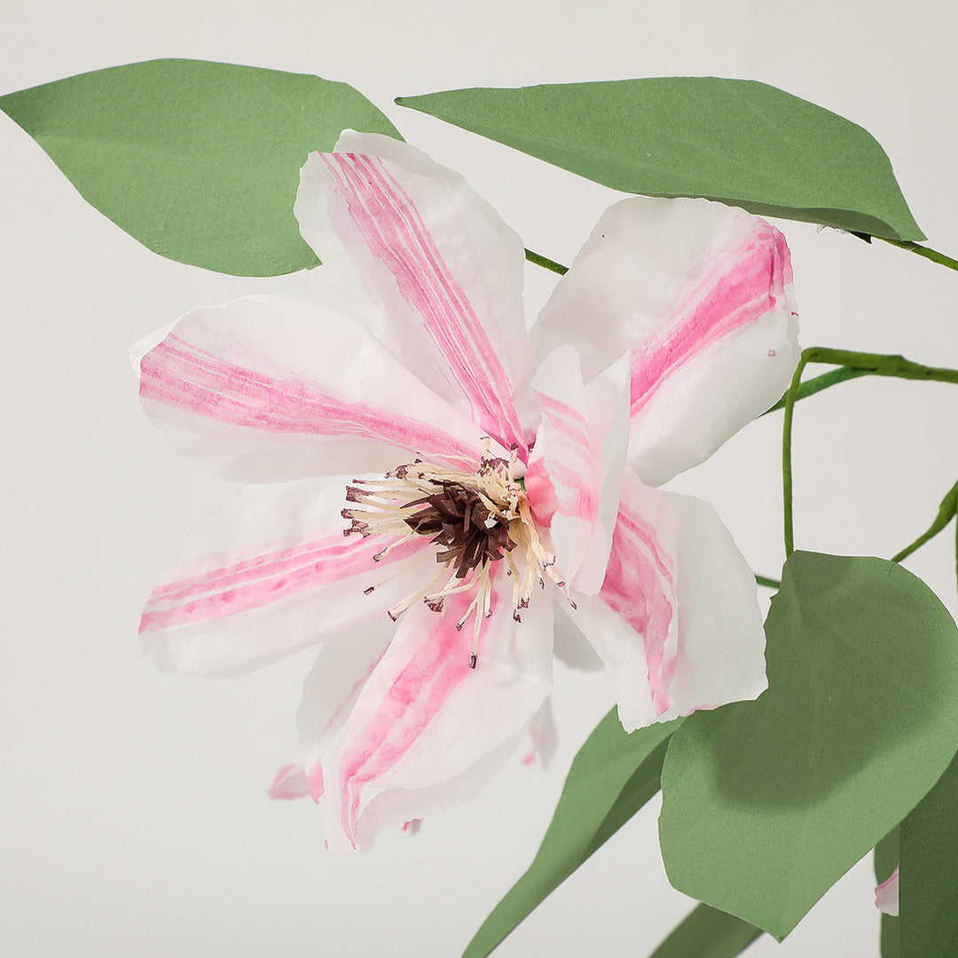 Potted Paper Clematis