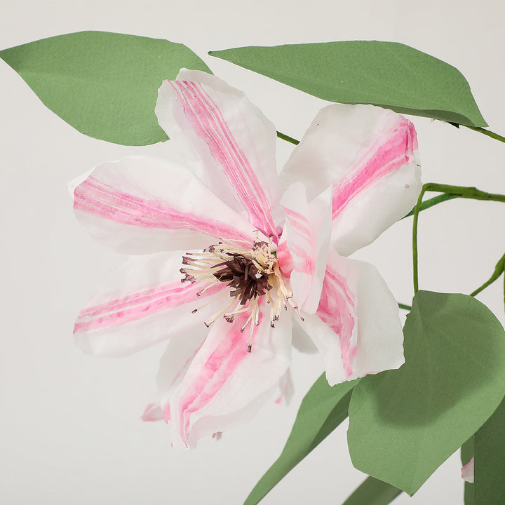 Potted Paper Clematis
