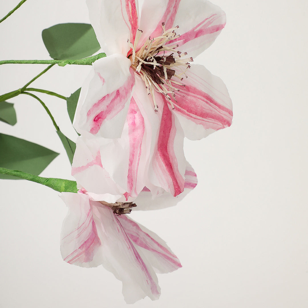 Potted Paper Clematis