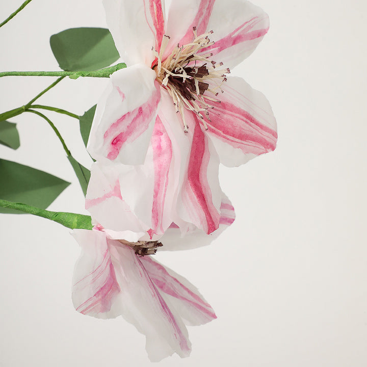 Potted Paper Clematis