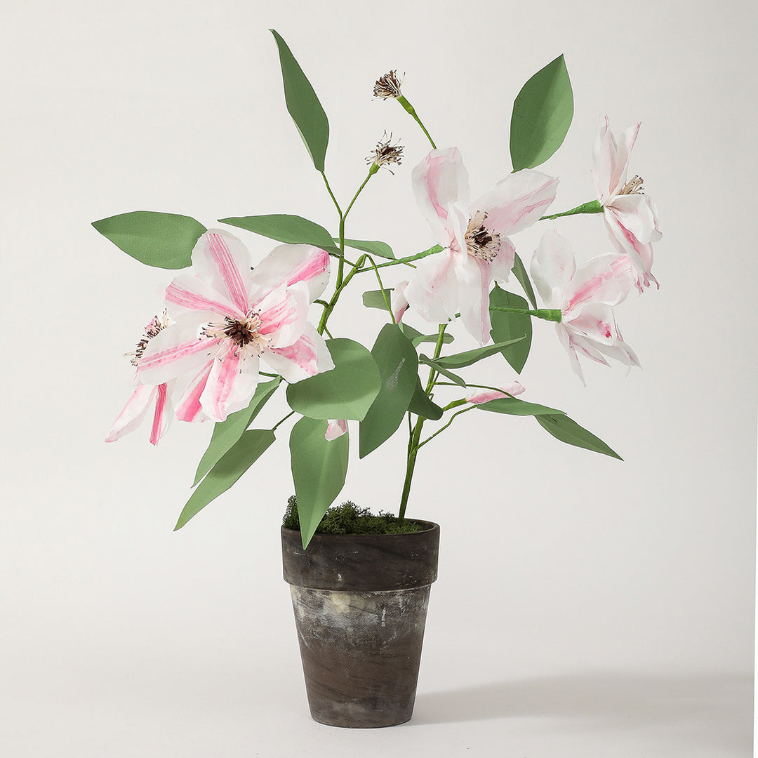 Potted Paper Clematis