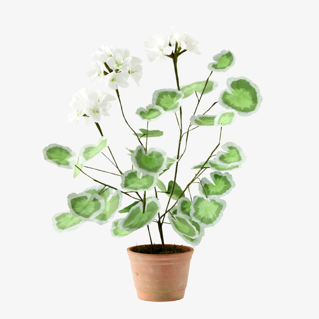 Potted Paper Geranium in White