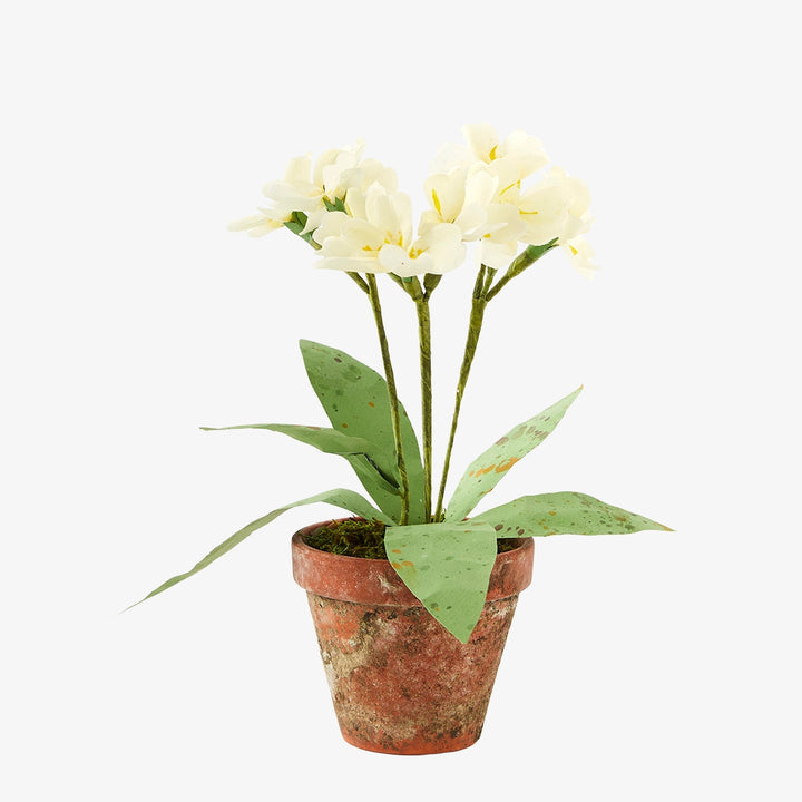 Potted Paper Primula