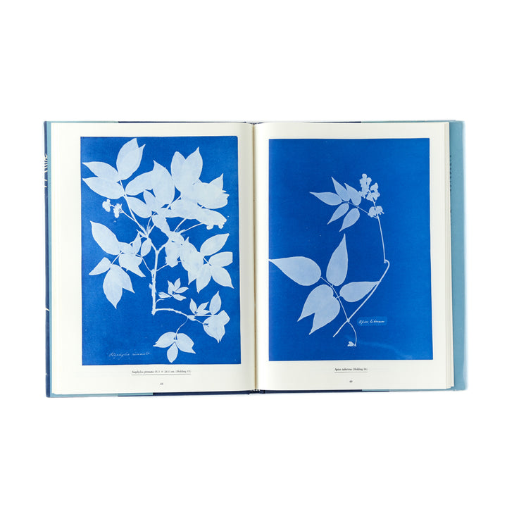 Anna Atkins, Sun Gardens