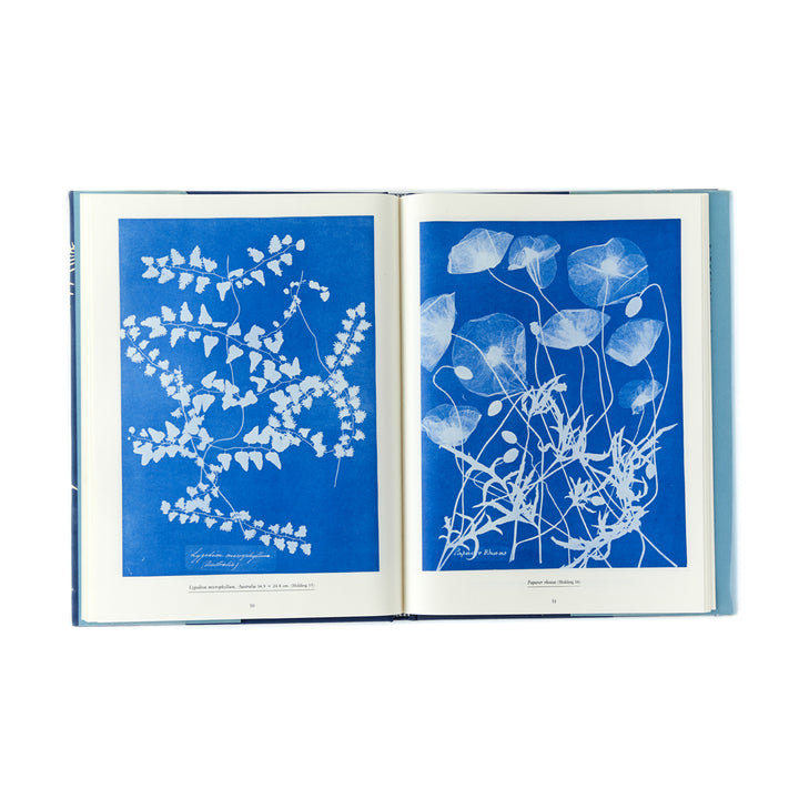Anna Atkins, Sun Gardens