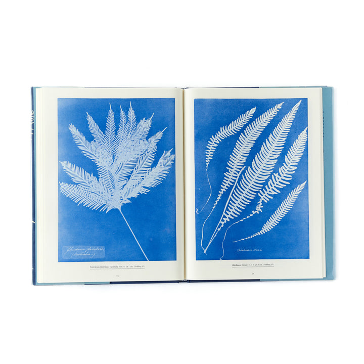 Anna Atkins, Sun Gardens