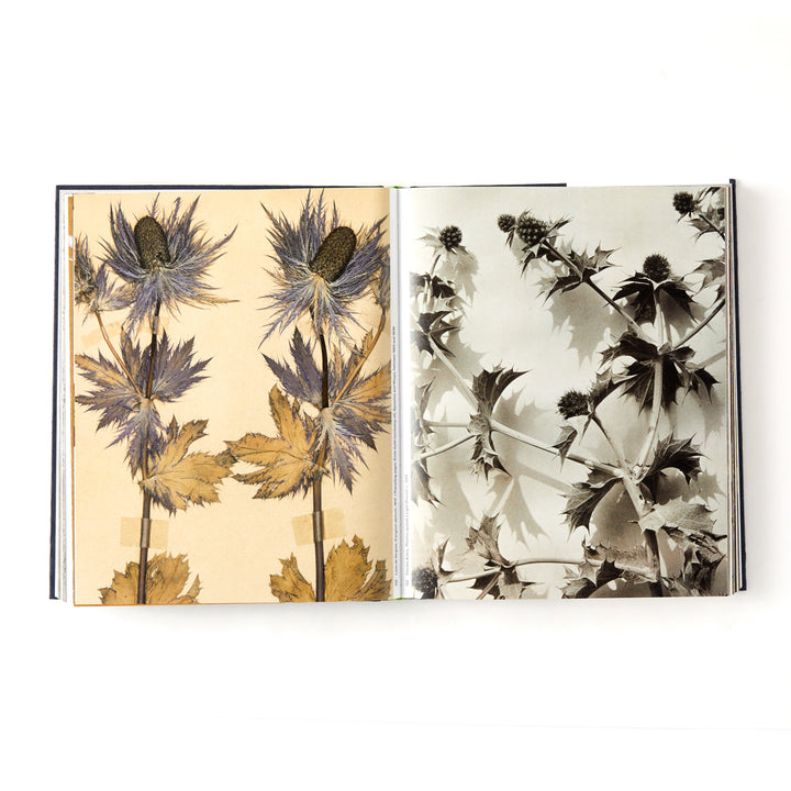 Botanical: Observing Beauty