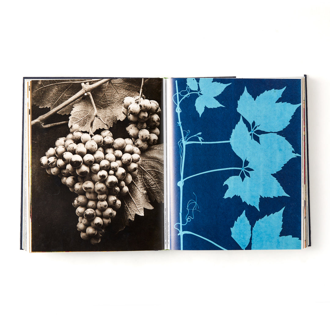 Botanical: Observing Beauty