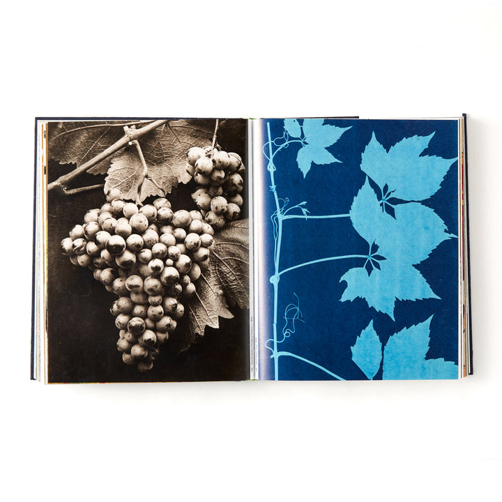 Botanical: Observing Beauty